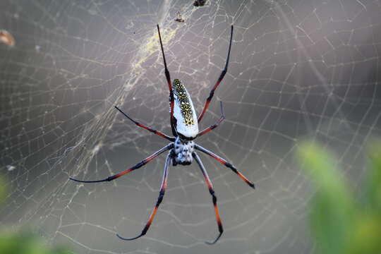 صورة Trichonephila inaurata (Walckenaer 1841)