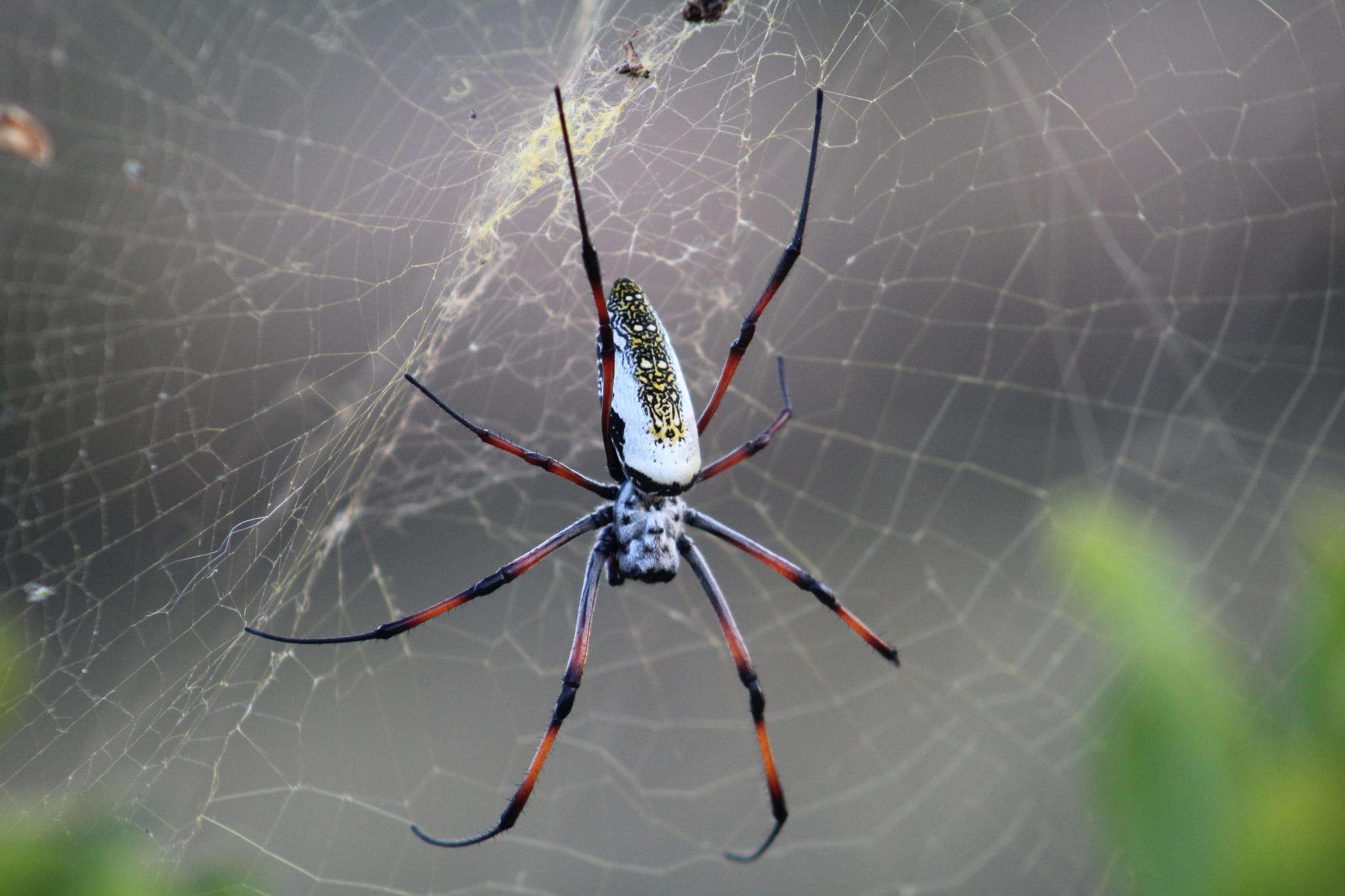 صورة Trichonephila inaurata madagascariensis (Vinson 1863)