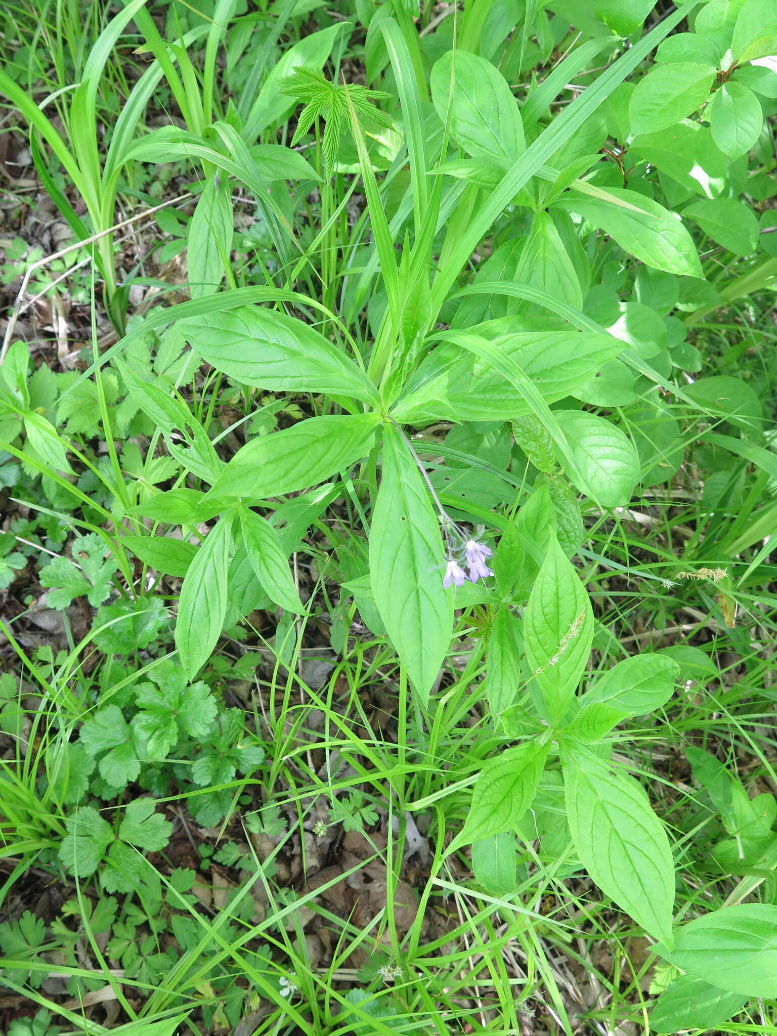 Image of Brachybotrys paridiformis Maxim. ex Oliv.