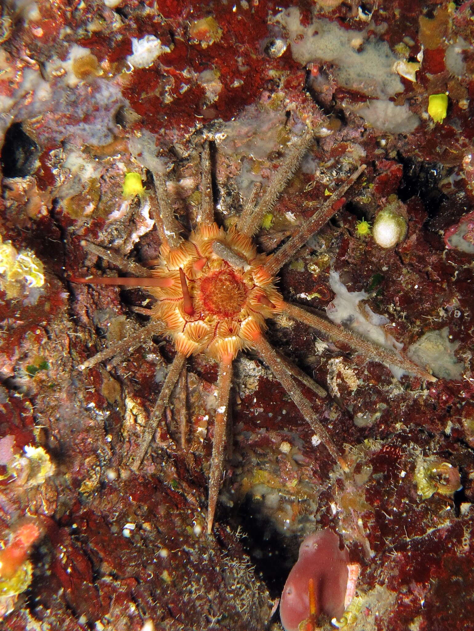 Image of pencil urchin