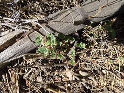 Image of Helianthemum cinereum subsp. rotundifolium (Dunal) Greuter & Burdet