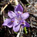 Image of Moraea nubigena Goldblatt