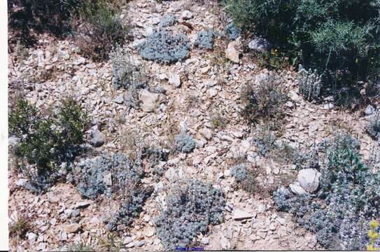 Image de Artemisia pedemontana Balbis