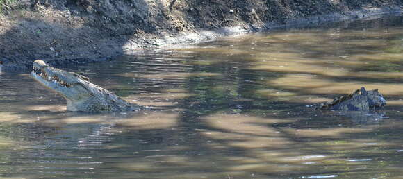 Image of Nile crocodile