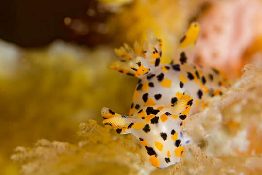 Image of Sea slug