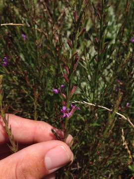 Plancia ëd Lythrum californicum Torr. & Gray