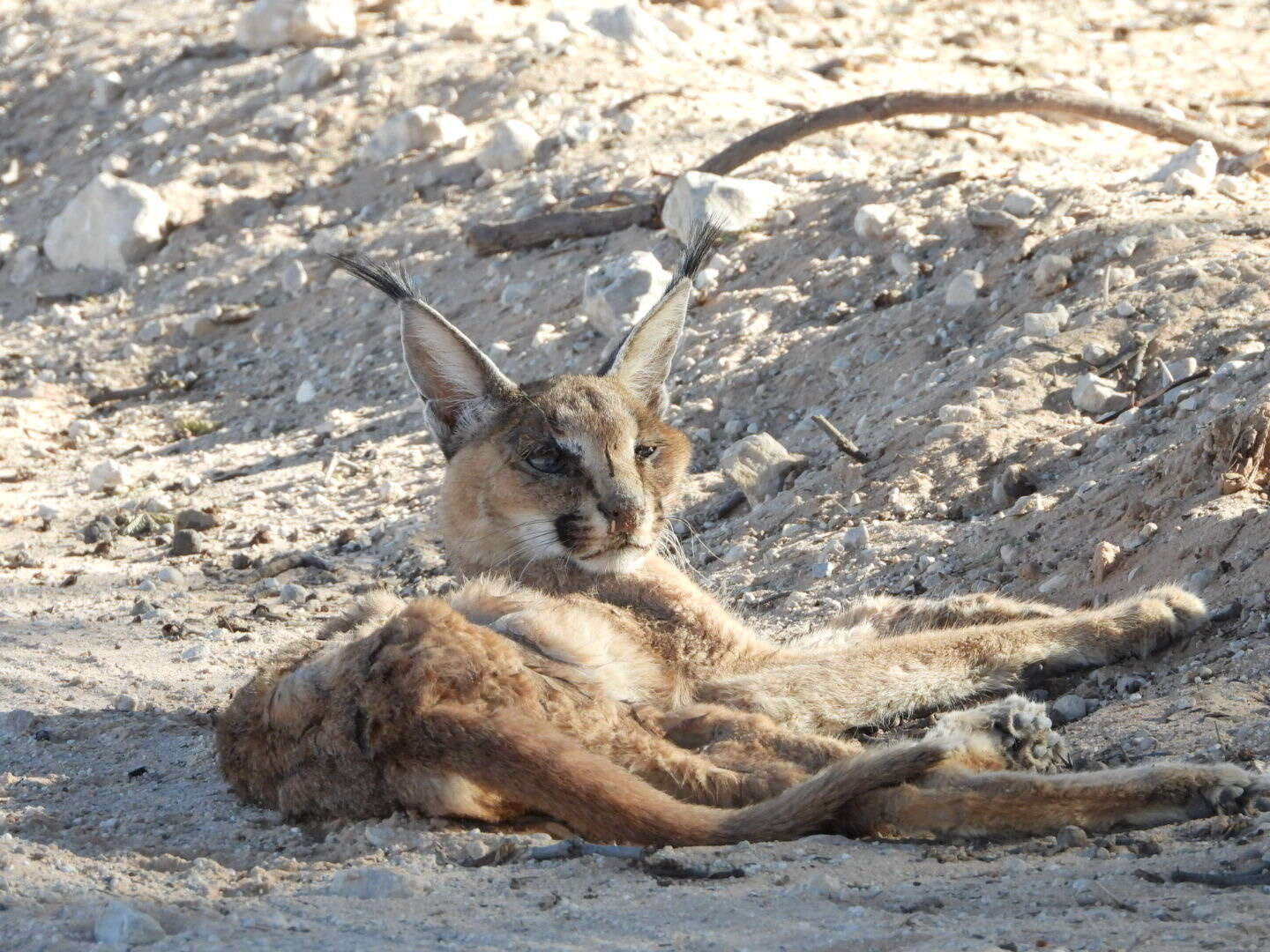 Image of Caracals