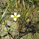 Imagem de Leavenworthia alabamica Rollins