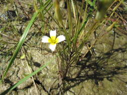 Imagem de Leavenworthia alabamica Rollins