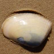 Image of giant South African wedge clam
