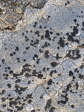 Image of lecidea lichen