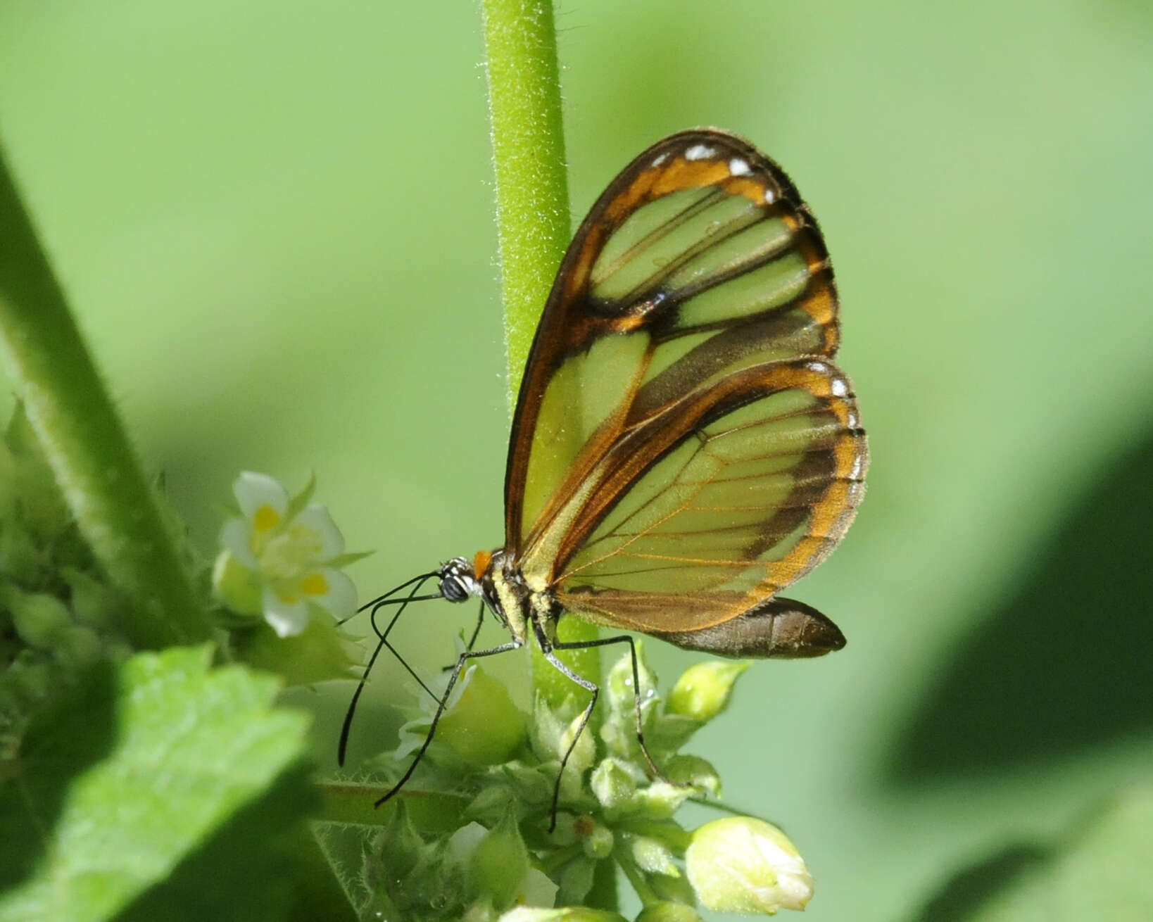 Image of <i>Ithomia pseudoagalla</i>