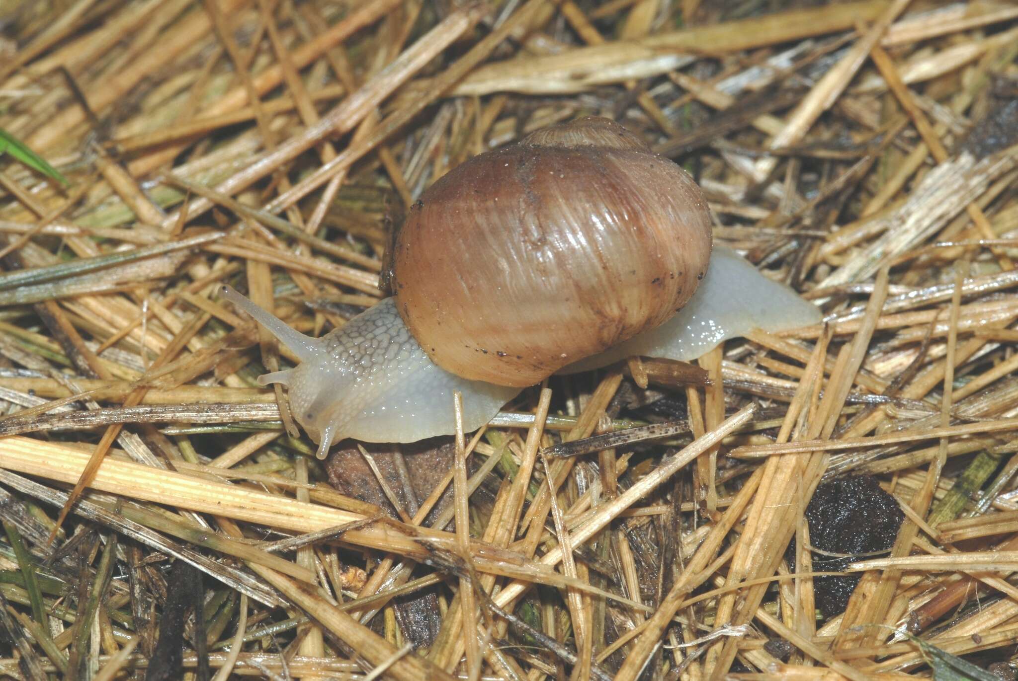 Image of brown-mouthed helix