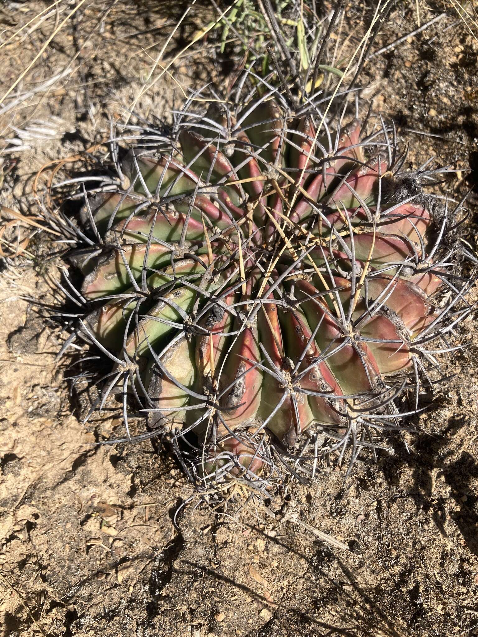 Image of Echinopsis obrepanda (Salm-Dyck) K. Schum.