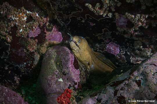 Image of Pebbletooth Moray