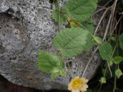 Image of heartleaf fanpetals