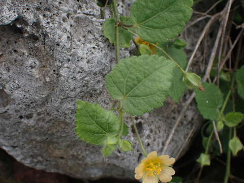 Sida cordata (Burm. fil.) Borss. Waalk.的圖片