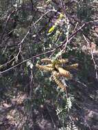 Image of screwbean mesquite