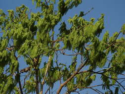 Image of Ledenbergia macrantha Standl.