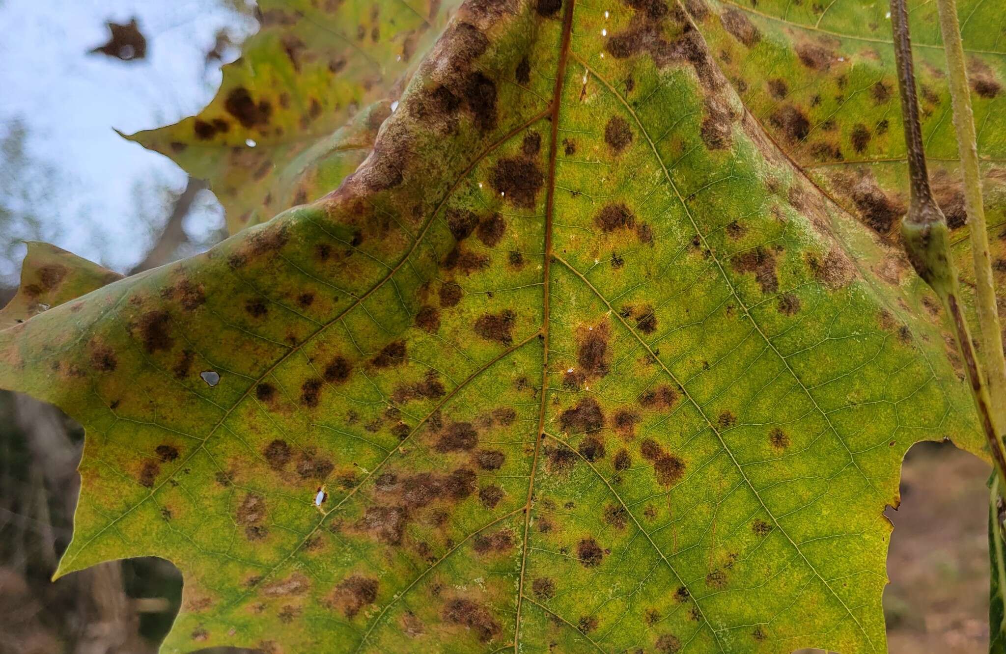 Image of Plane anthracnose