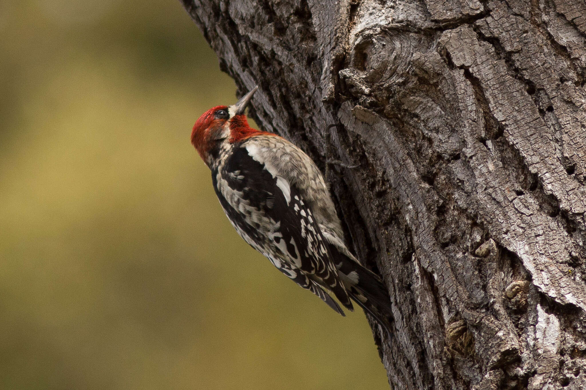 Image of Sapsucker