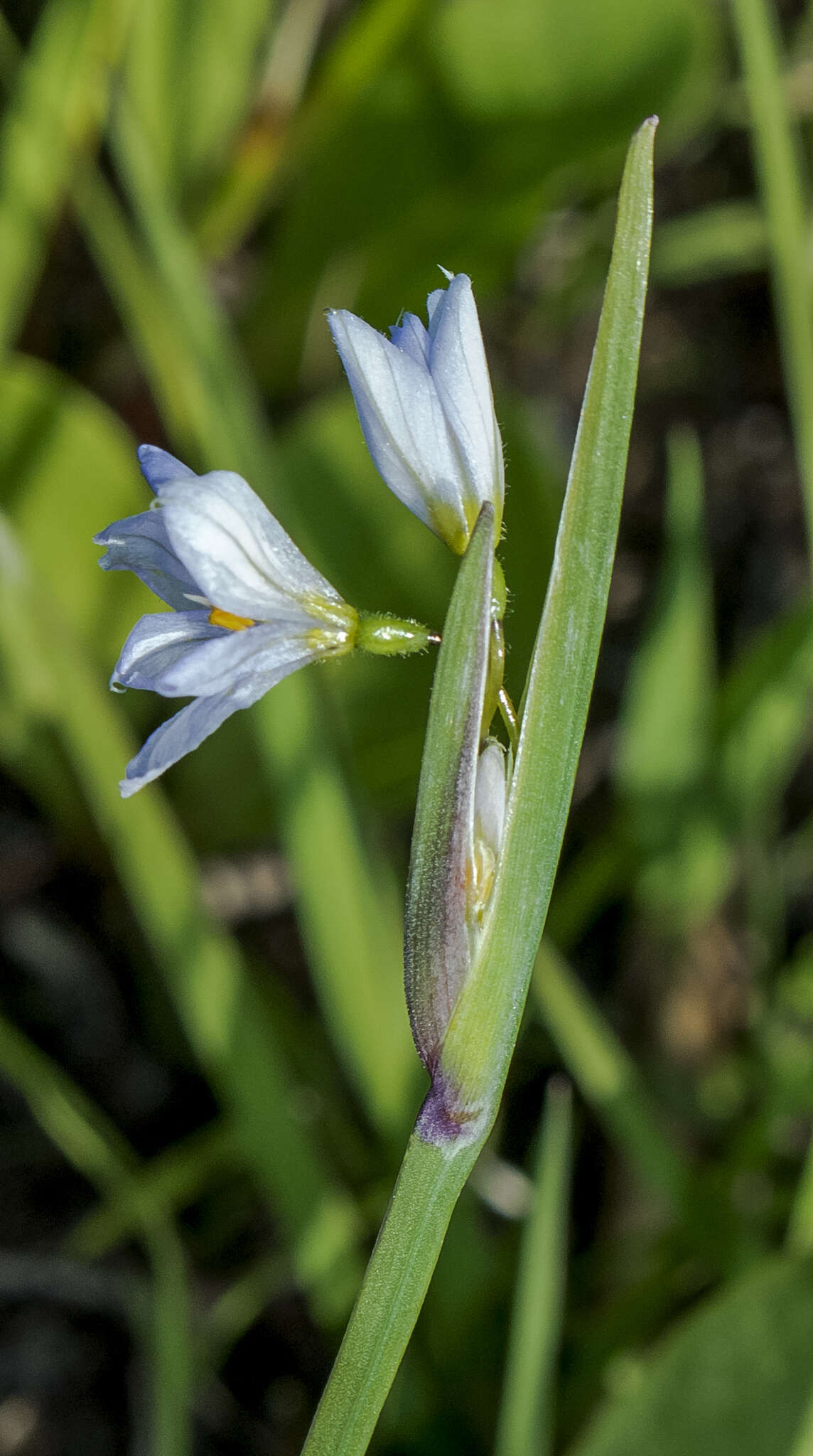 Sisyrinchium campestre E. P. Bicknell的圖片