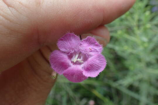 Image of Ridge-Stem False Foxglove