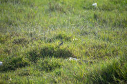 Image of Peruvian Pipit