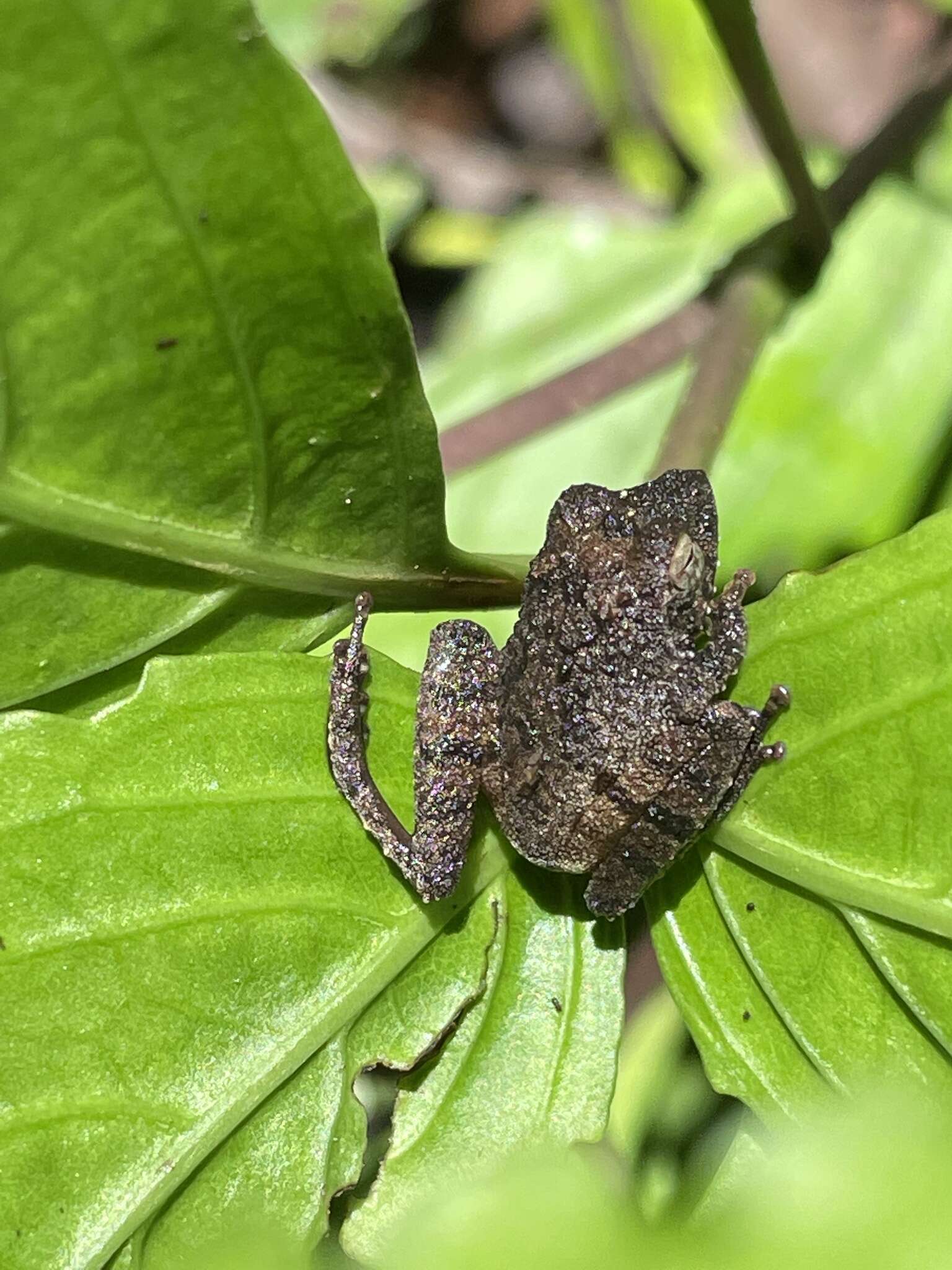 Kurixalus appendiculatus (Günther 1858) resmi