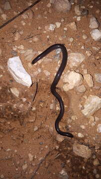 Image of Anilios bicolor (Peters 1858)