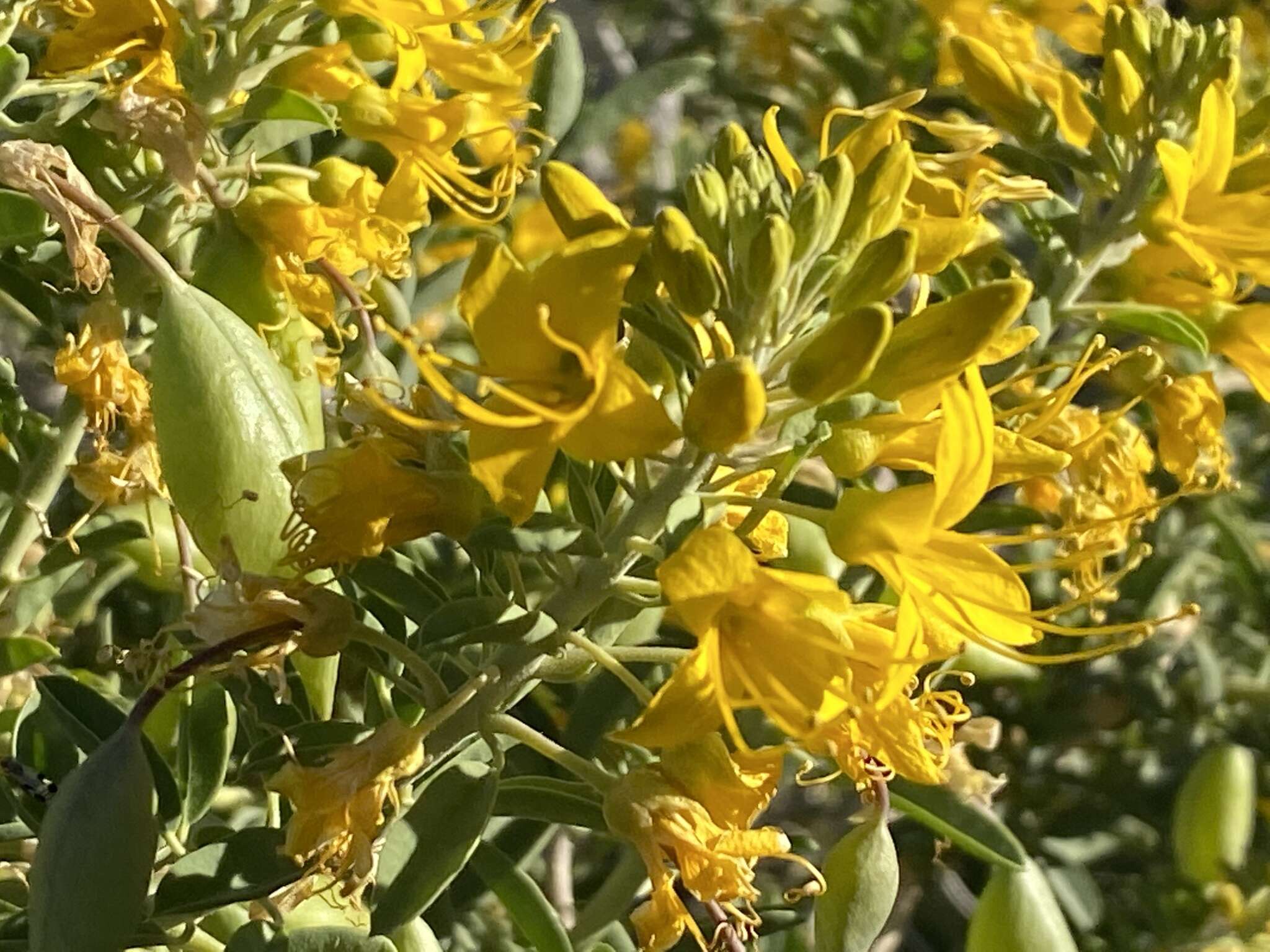 Image of Cleomella arborea var. angustata (Parish) J. C. Hall & Roalson