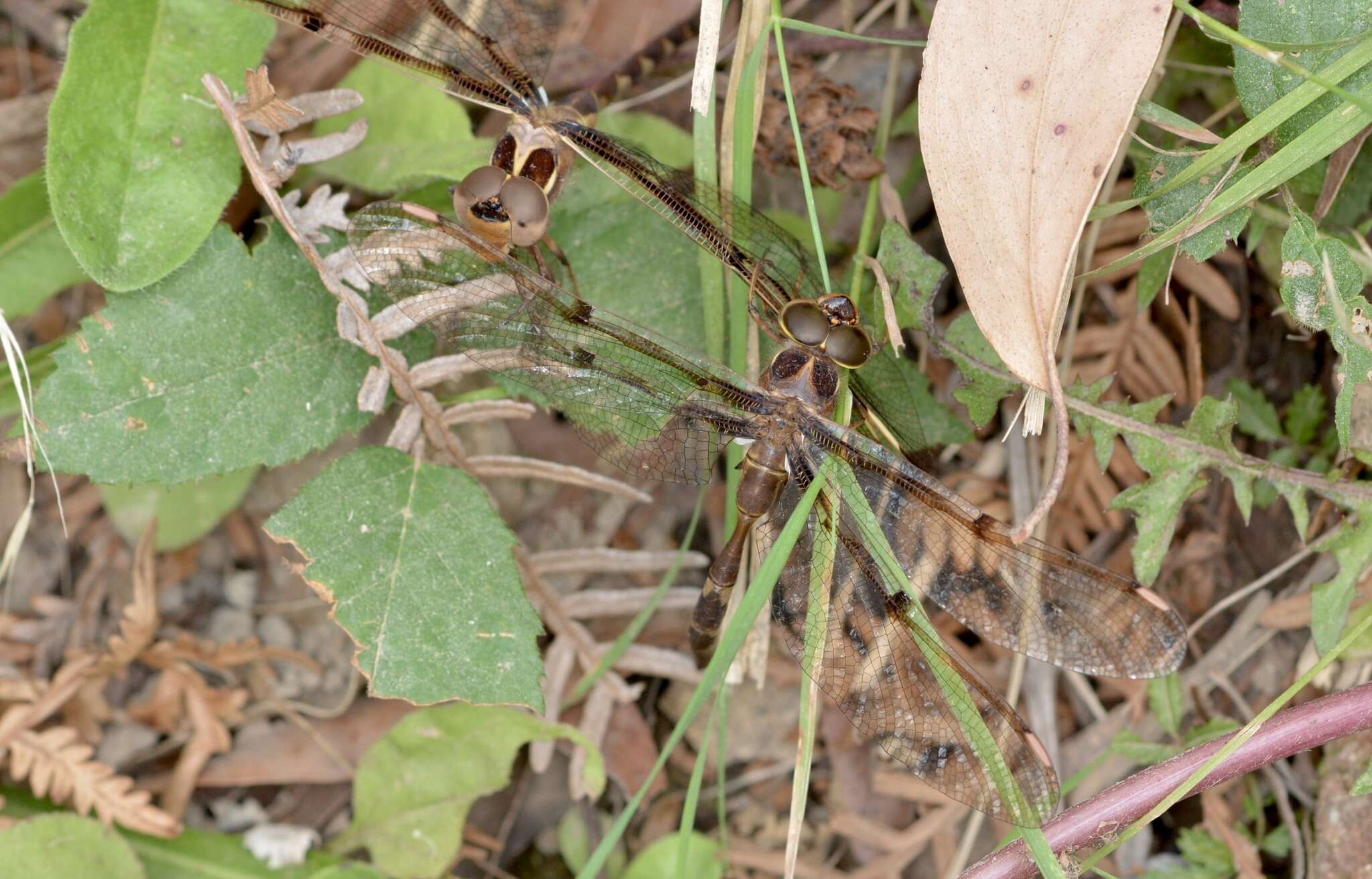 Image of Telephlebia brevicauda Tillyard 1916