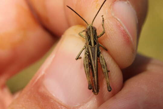 Image of orange-tipped grasshopper