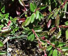 Image de Epilobium hohuanense S. S. Ying