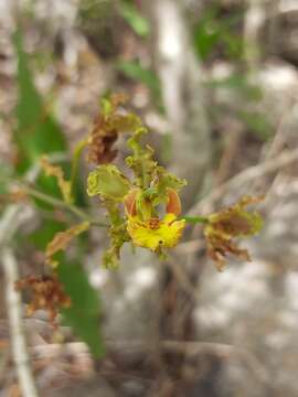 Image de Cyrtopodium holstii L. C. Menezes