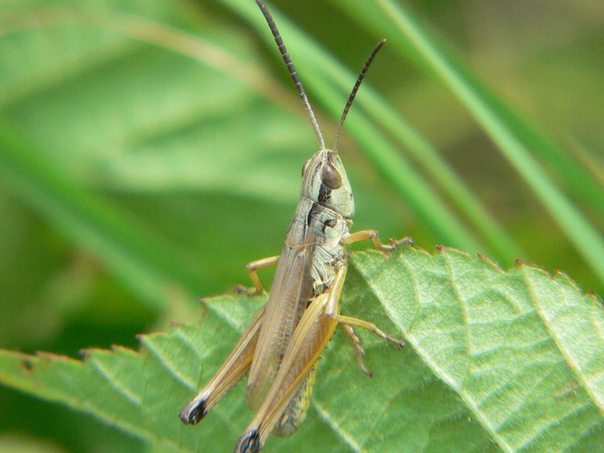 Image de Pseudochorthippus curtipennis (Harris & T. W. 1835)