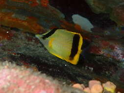 Image of French butterflyfish