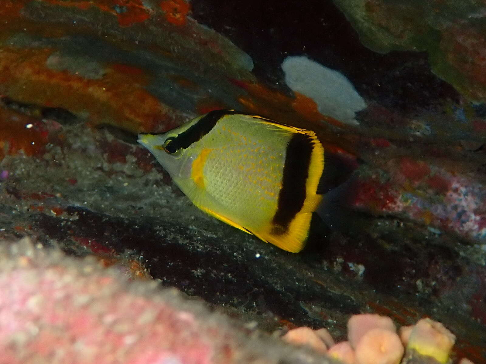 Image of French butterflyfish