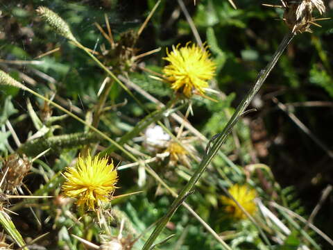 Image of Centaurea solstitialis subsp. solstitialis