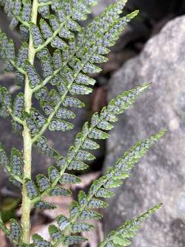 Image of Dryopteris villarii (Bell) Woynar ex Schinz & Thell.