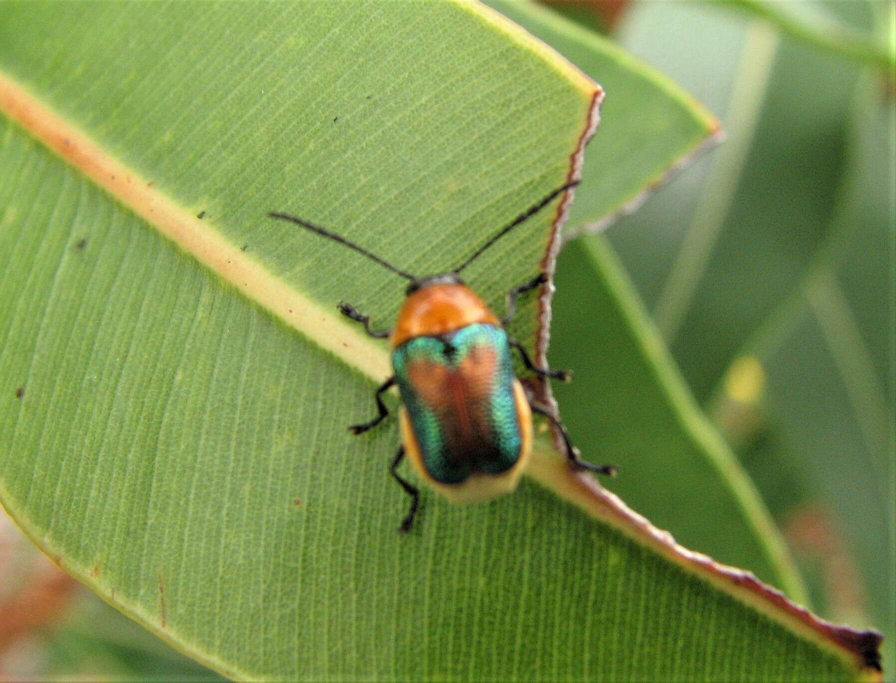 Imagem de Aporocera iridipennis