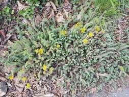 Image of Petrosedum montanum (Song. & Perr.) V. Grulich