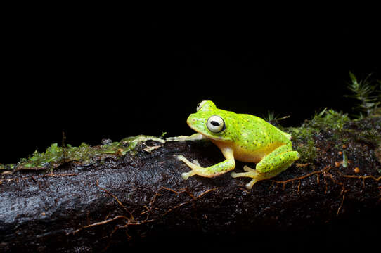 Image of Pseudophilautus poppiae (Meegaskumbura & Manamendra-Arachchi 2005)