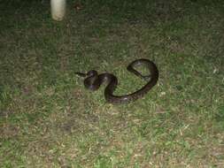 Image of Brown Rainbow Boa