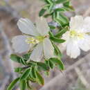 Image of Monsonia salmoniflora (Moffett) F. Albers