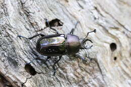 Image de Streptocerus speciosus Fairmaire 1850