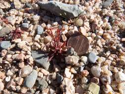 Image of western rockjasmine