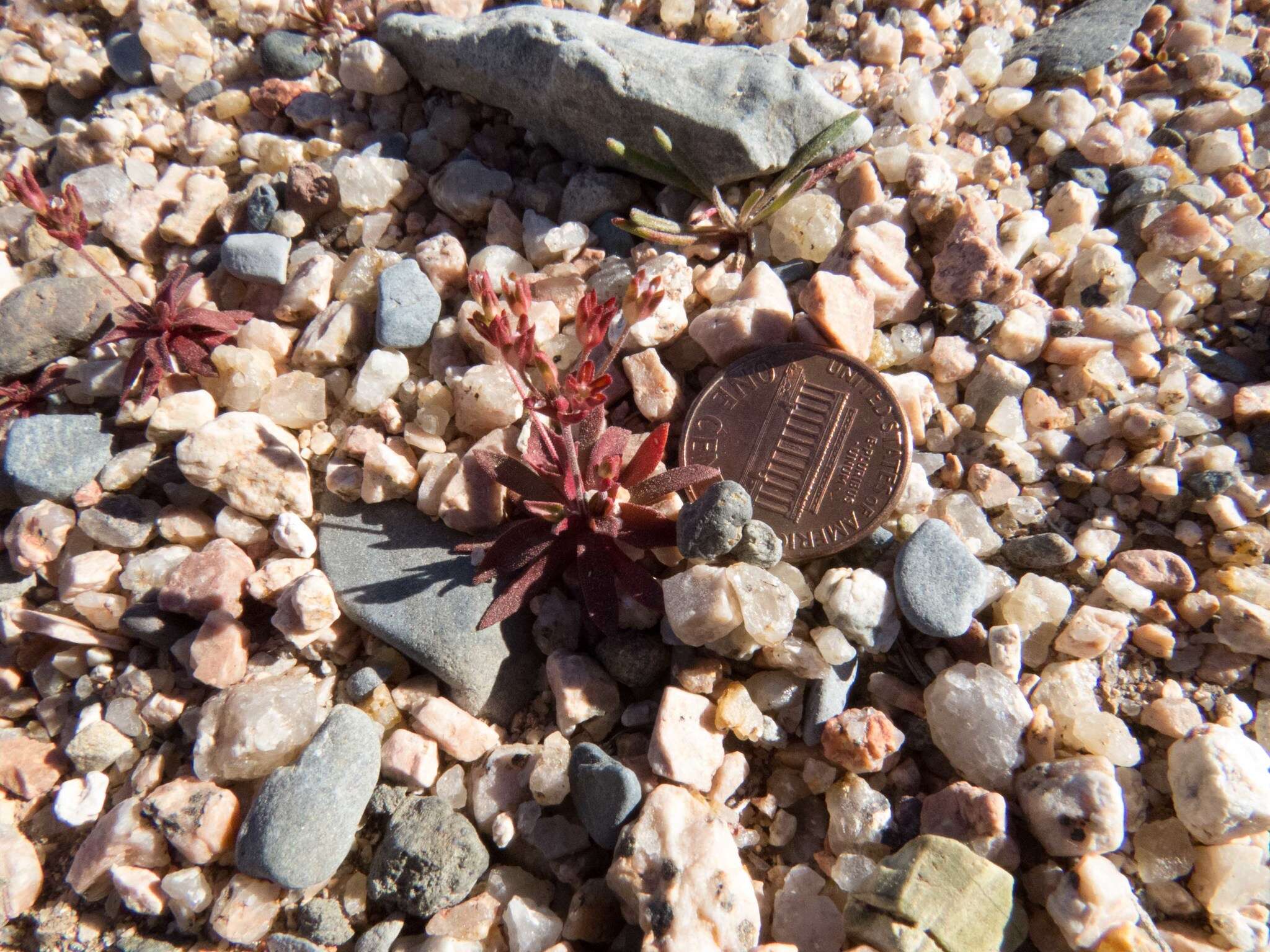 Image de Androsace occidentalis Pursh