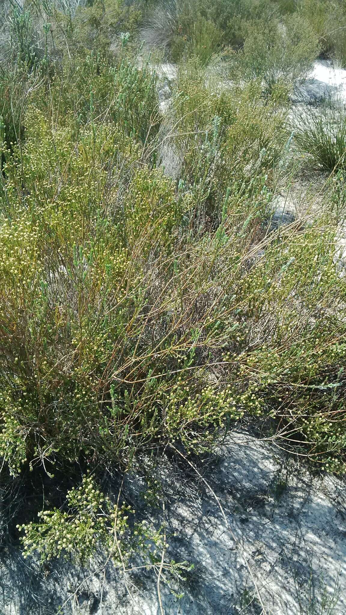 Image of Amphithalea ericifolia subsp. erecta Granby