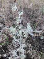 Слика од Artemisia jacutica Drobov